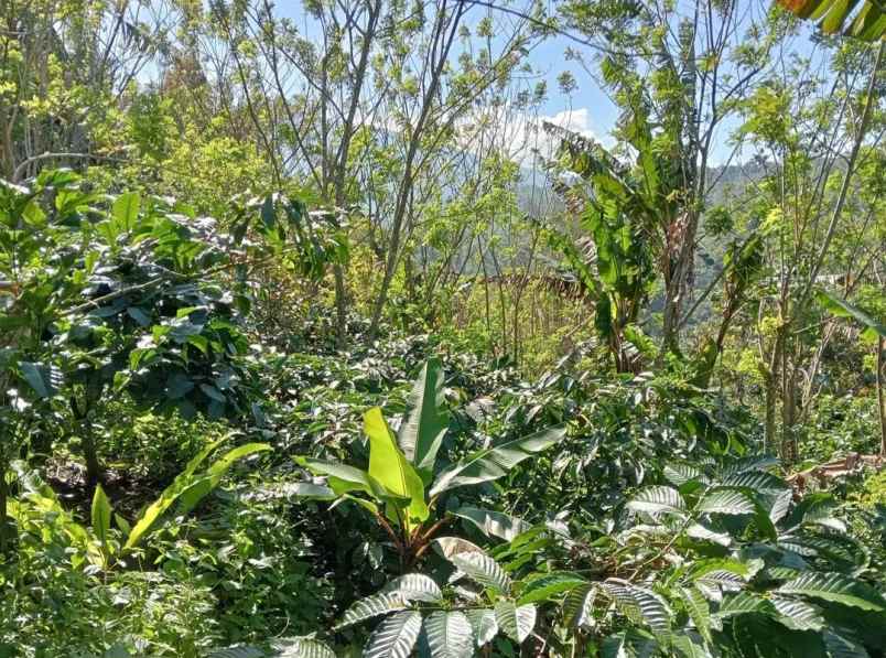 dijual tanah desa sanda kec pupuan kab