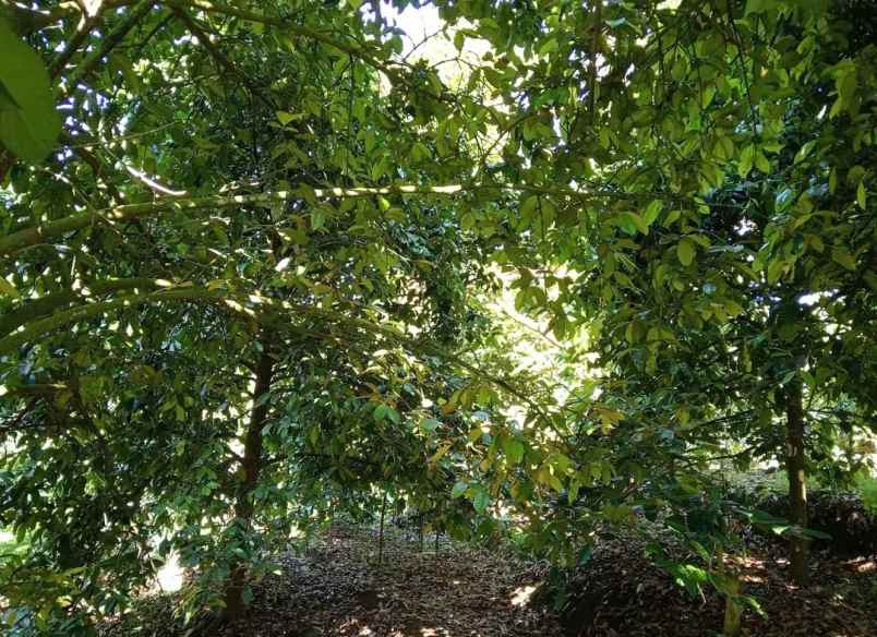 dijual tanah desa sanda kec pupuan kab