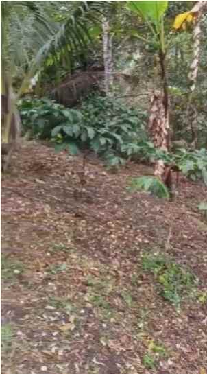 dijual tanah desa wisata belimbing