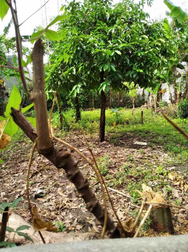 dijual tanah dijual tanah di jln