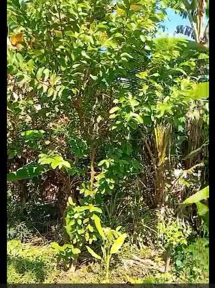 dijual tanah jl raya bajangan desa