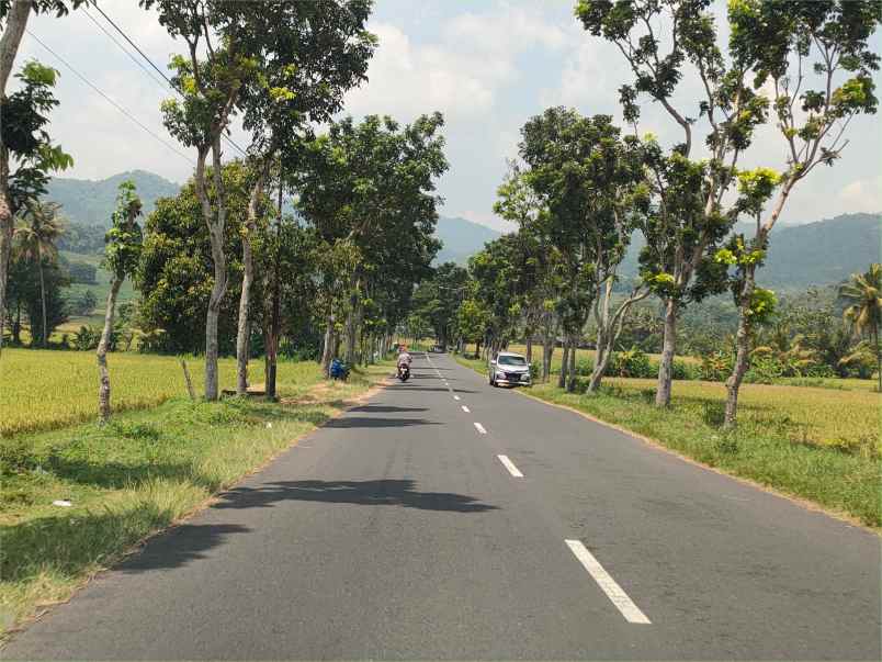 dijual tanah jl raya kaligesing