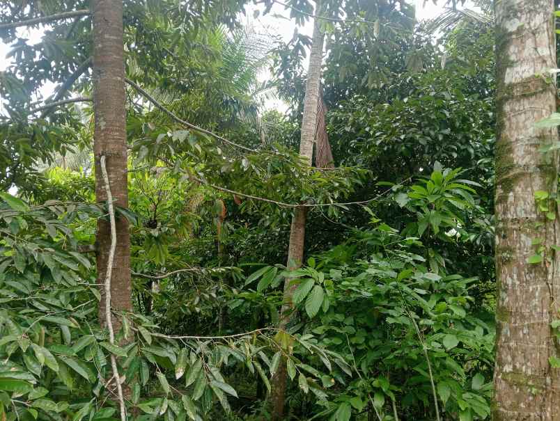 dijual tanah kebun dekat pantai murah tempat strategis