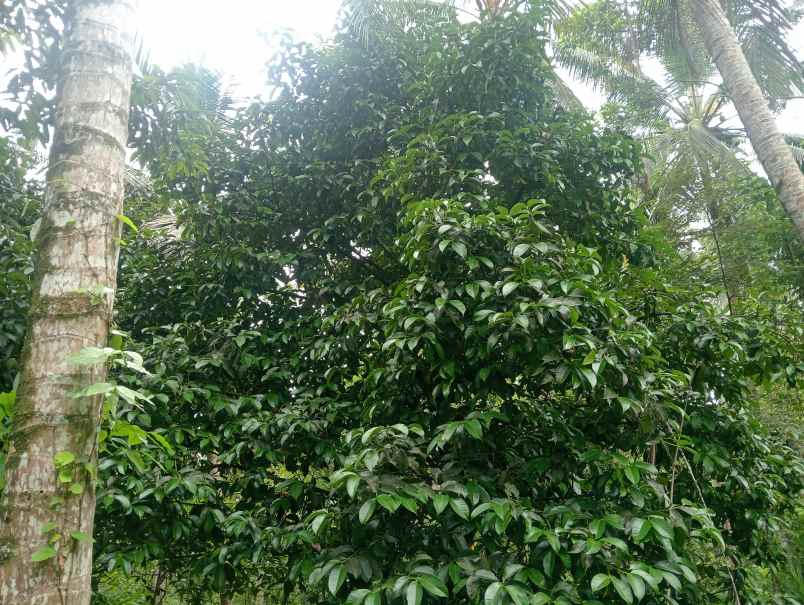 dijual tanah kebun dekat pantai murah tempat strategis