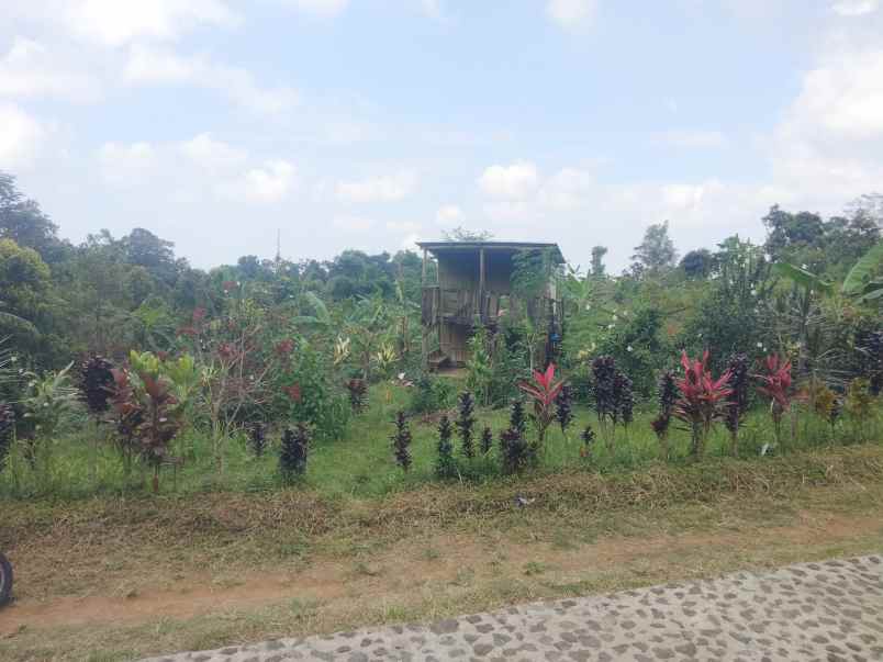 dijual tanah kebun khusus buat invest perkebunan