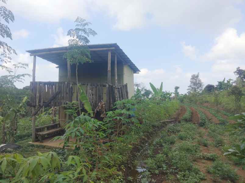 dijual tanah kebun khusus buat invest perkebunan