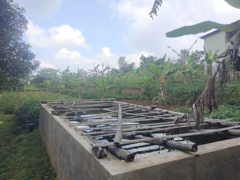dijual tanah kebun khusus buat invest perkebunan