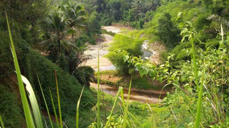 dijual tanah kebun produktif pinggir jalan raya