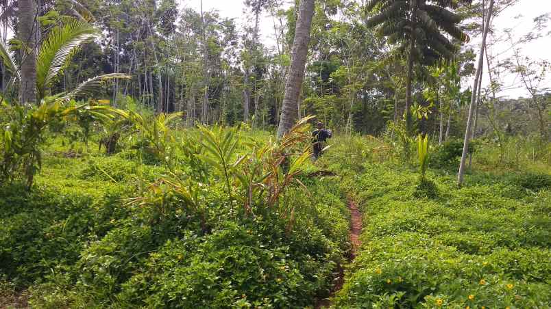 dijual tanah kebun produktif pinggir jalan raya