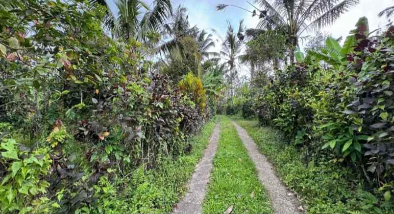 dijual tanah los sungai di desa sanda pupuan