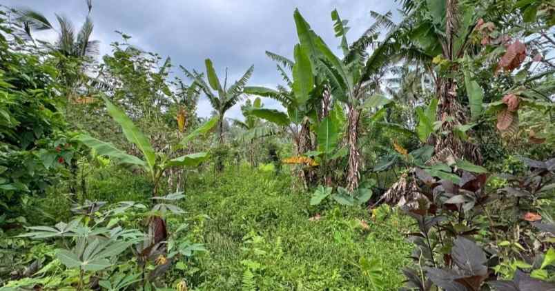 dijual tanah los sungai di desa sanda pupuan