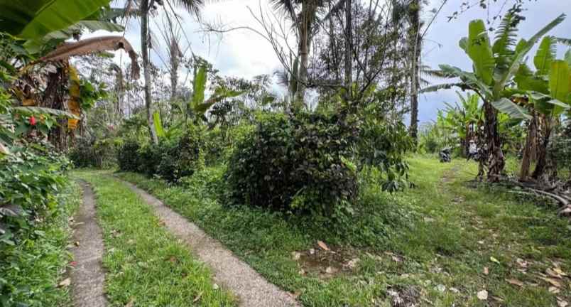 dijual tanah los sungai di desa sanda pupuan