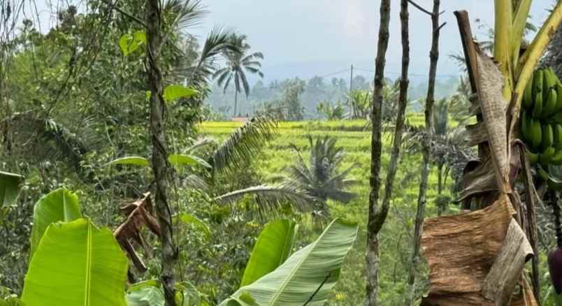 dijual tanah los sungai di desa sanda pupuan