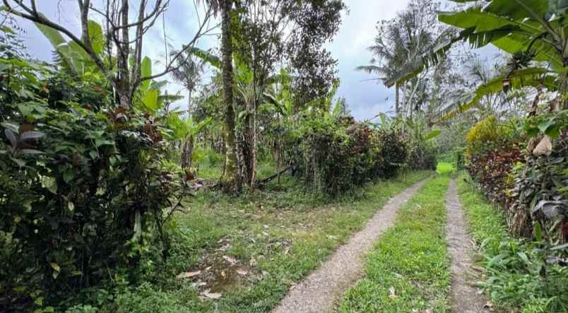 dijual tanah los sungai di desa sanda pupuan
