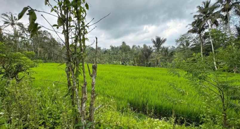 dijual tanah los sungai di desa sanda pupuan