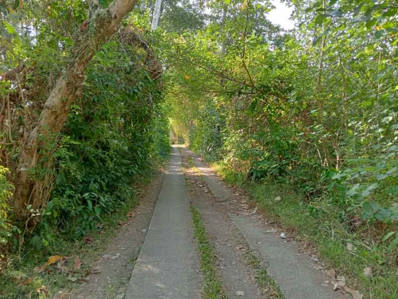 dijual tanah medewi beach pekutatan