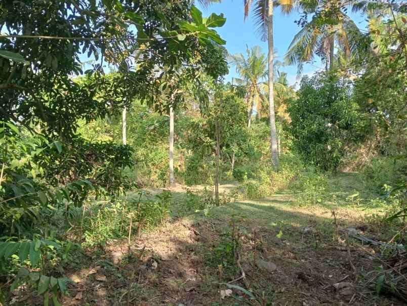 dijual tanah medewi beach pekutatan