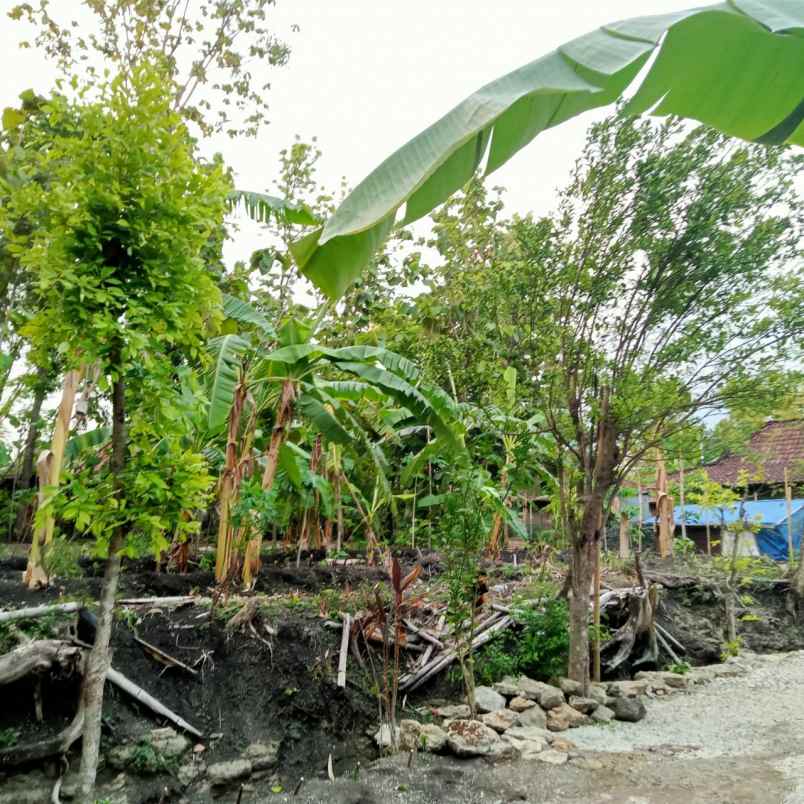 dijual tanah mojopuro sumberlawang sragen