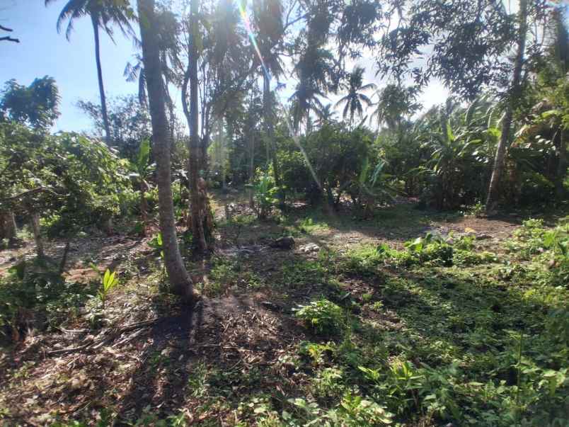 dijual tanah pantai balian selemadeg