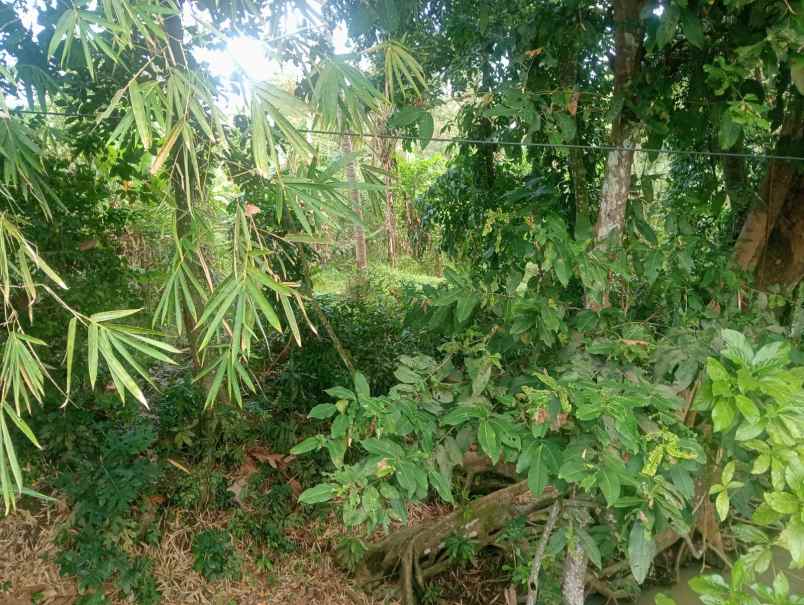 dijual tanah pantai beraban selemadeg