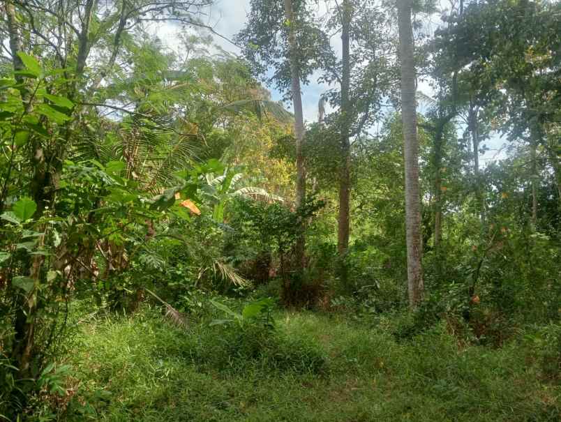 dijual tanah pantai beraban selemadeg