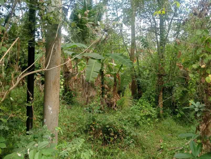 dijual tanah pantai beraban selemadeg