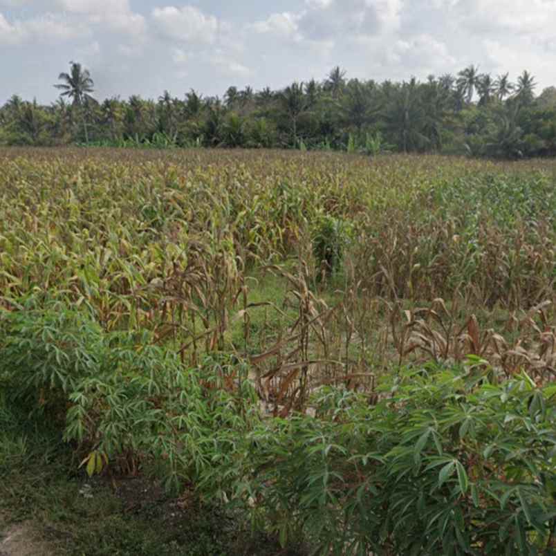 dijual tanah pantai pasut