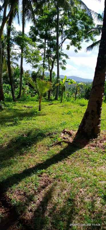 dijual tanah perkebunan view perbukitan di antosari