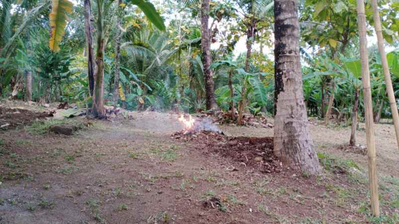 dijual tanah perkebunan view perbukitan di antosari