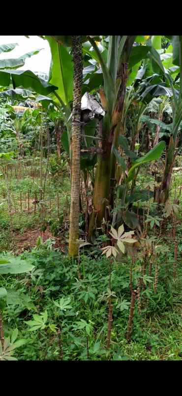 dijual tanah perum pabuaran asri