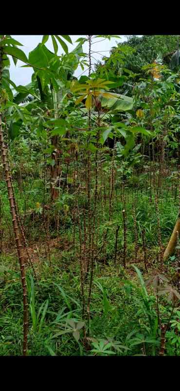 dijual tanah perum pabuaran asri