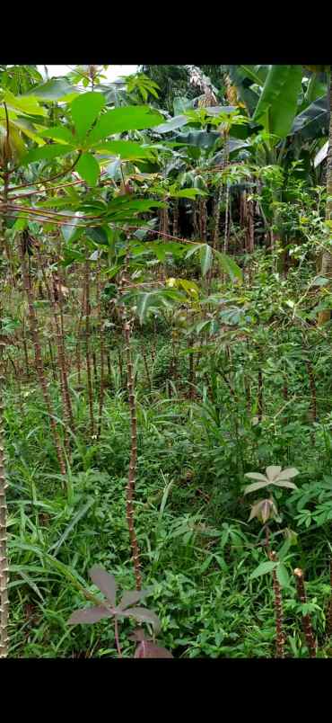 dijual tanah perum pabuaran asri