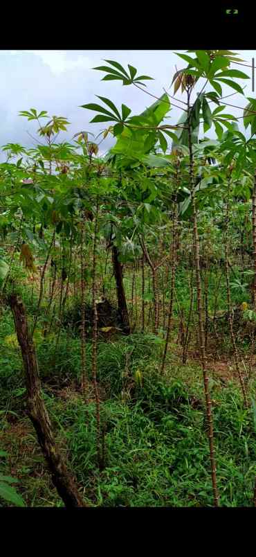 dijual tanah perum pabuaran asri