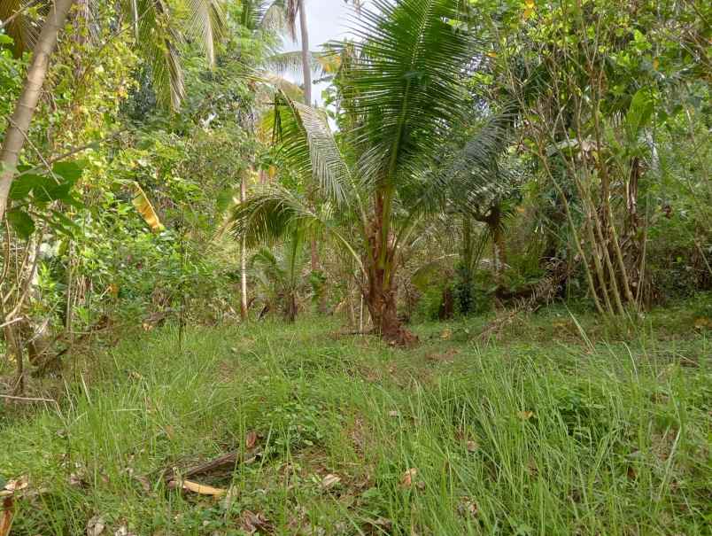 dijual tanah pinggir jalan nasional