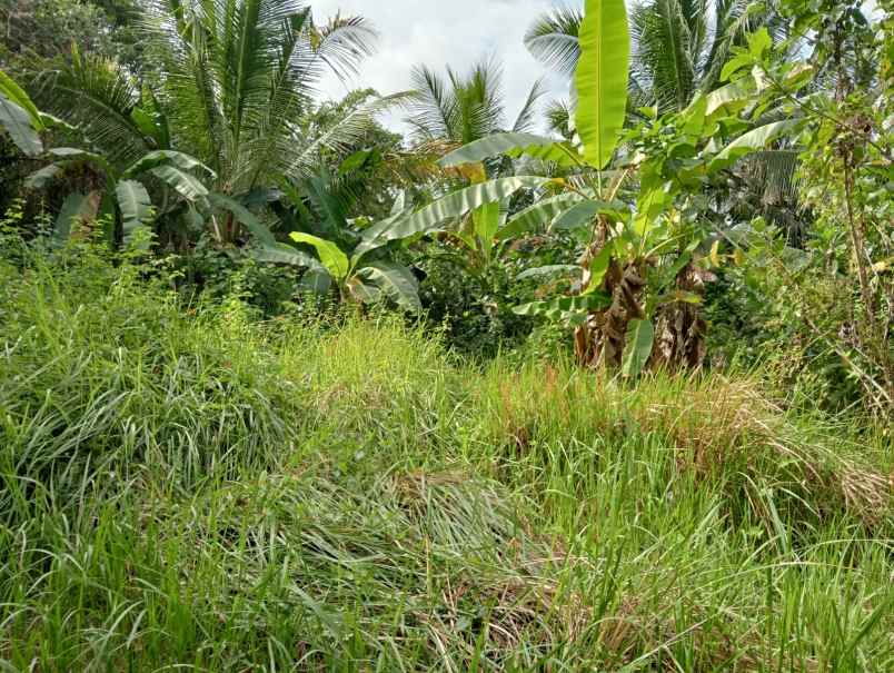 dijual tanah pinggir jalan nasional