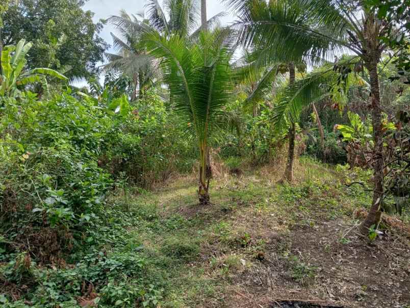 dijual tanah pinggir jalan nasional
