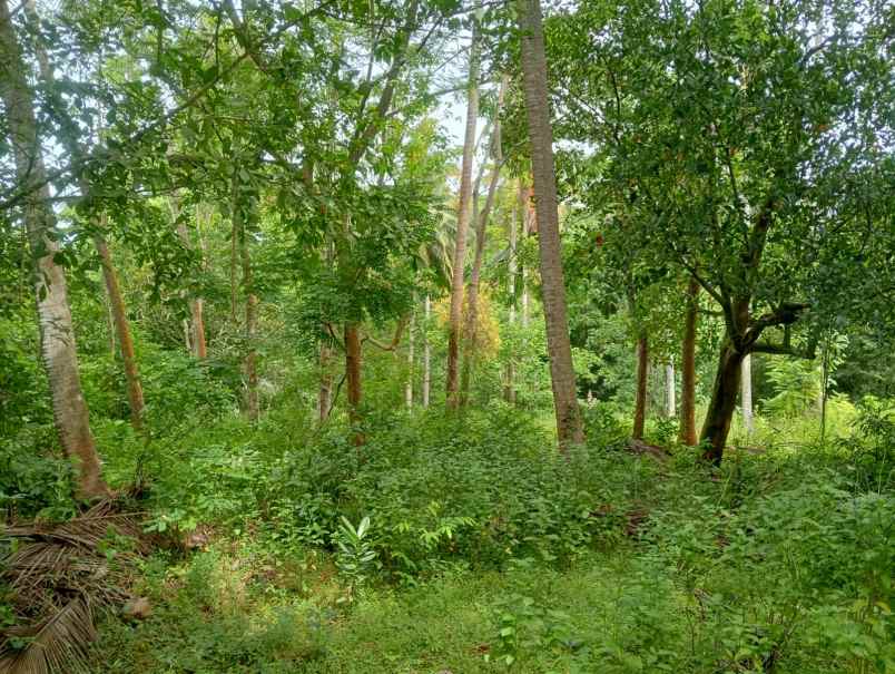 dijual tanah pinggir jalan nasional