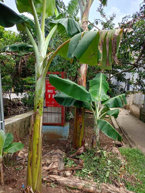 dijual tanah rangkapan jaya