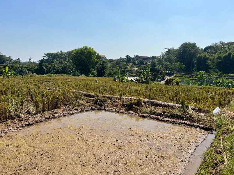 dijual tanah sawah 700m 175jt kerjo karanganyar