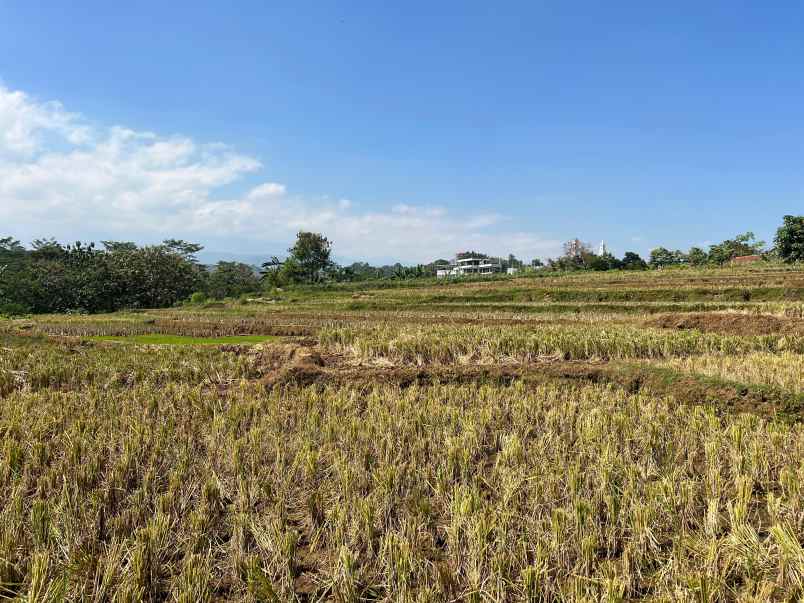 dijual tanah sawah 700m 175jt kerjo karanganyar