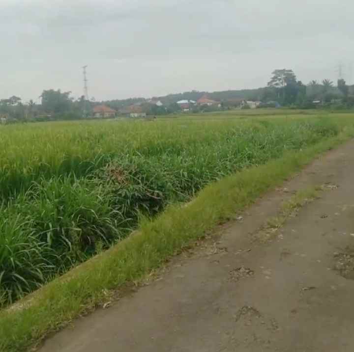 dijual tanah sawah pinggir jl desa