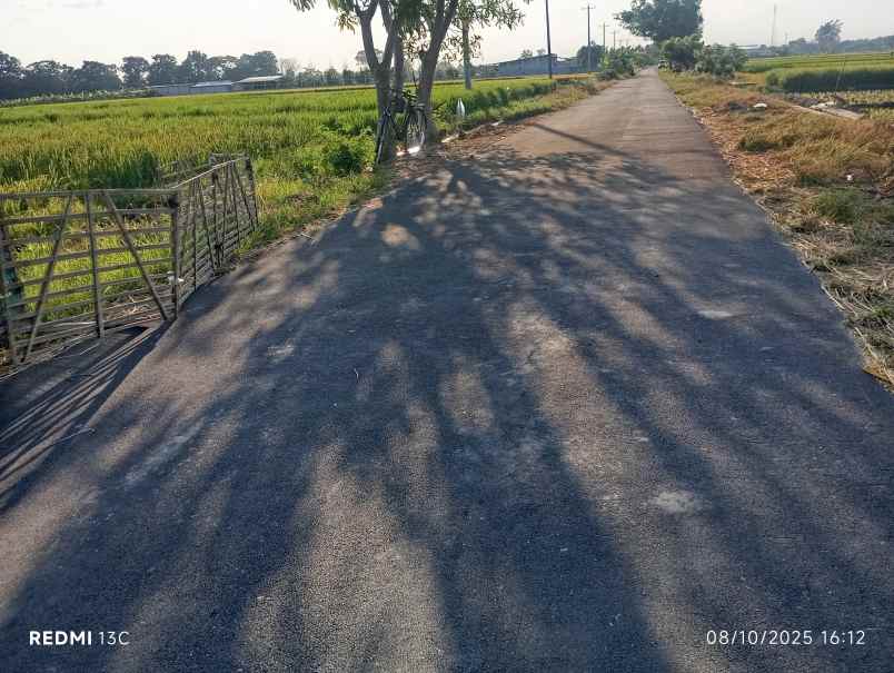 dijual tanah sawit boyolali