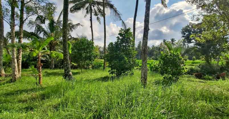 dijual tanah timpag kerambitan kab