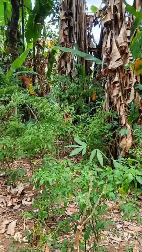 dijual tanah view super istimewa di penebel tabanan