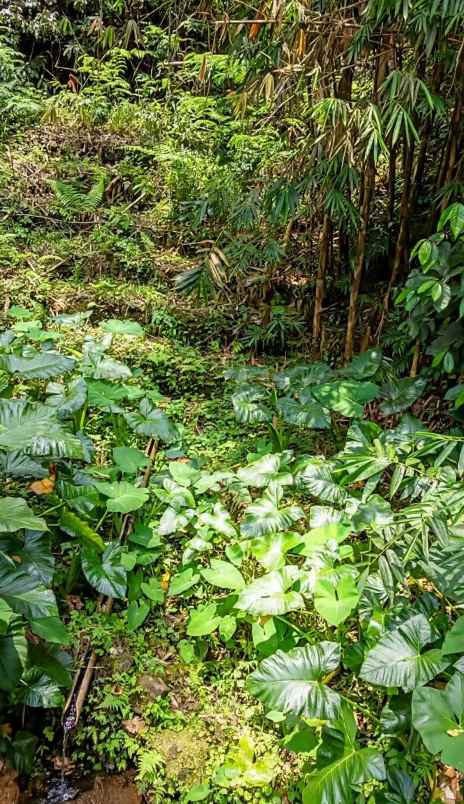 dijual tanah view super istimewa di penebel tabanan
