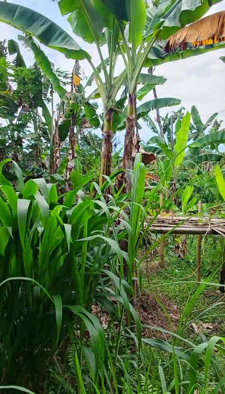 dijual tanah view super istimewa di penebel tabanan