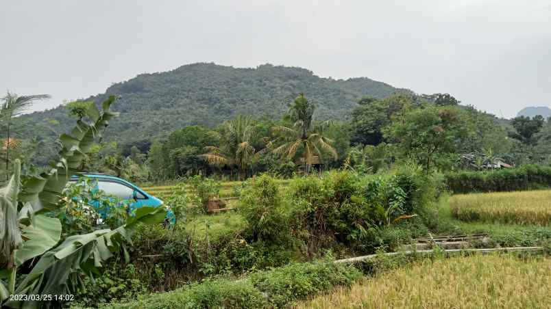 dijual tanaj 3 ha buat kaplingan