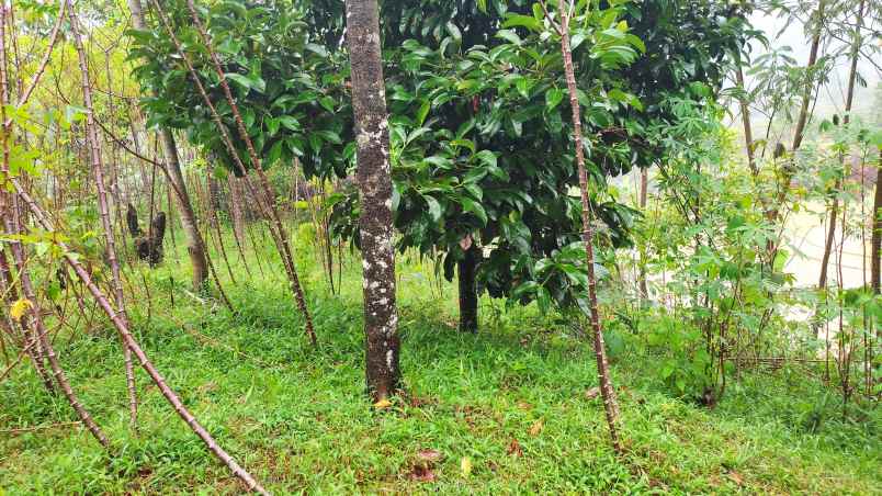 jual tanah kebun ples sawah