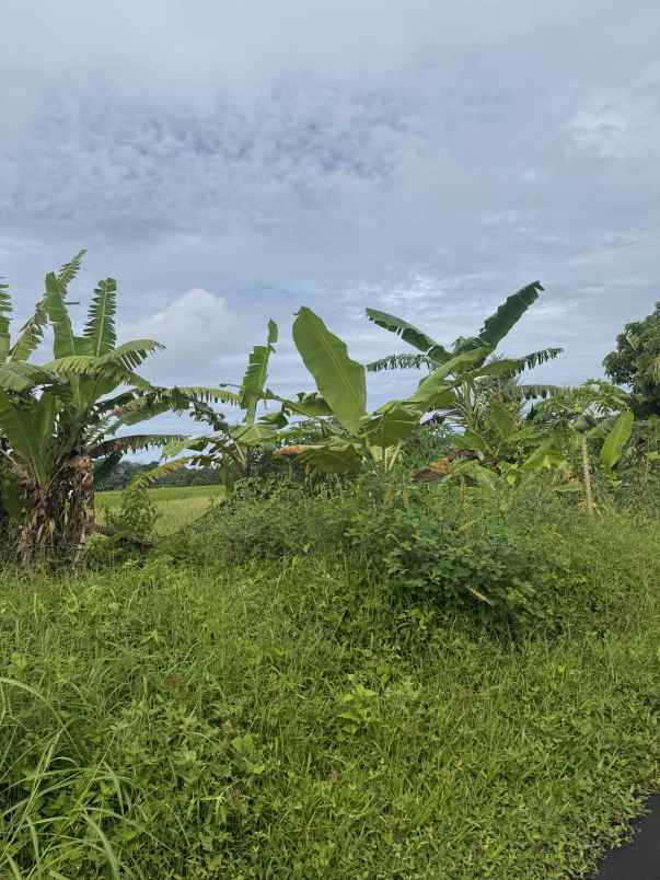 jual tanah view sawah