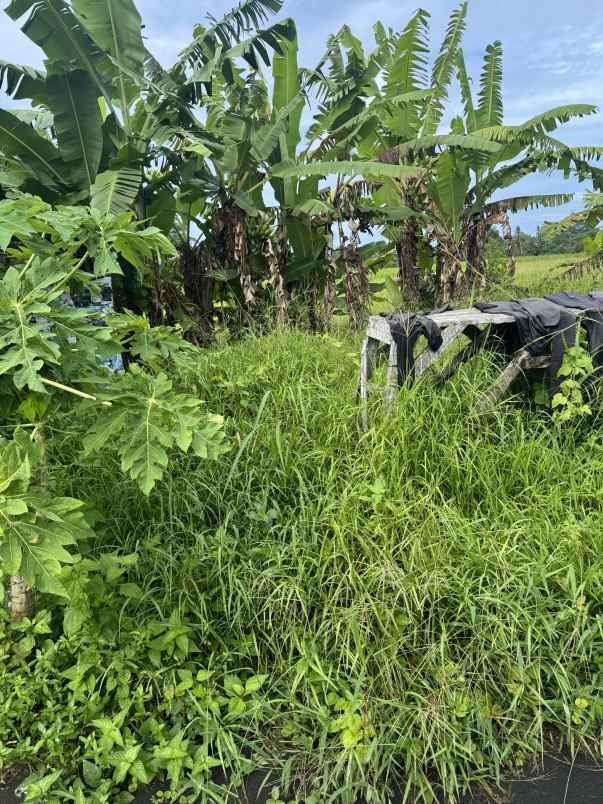 jual tanah view sawah